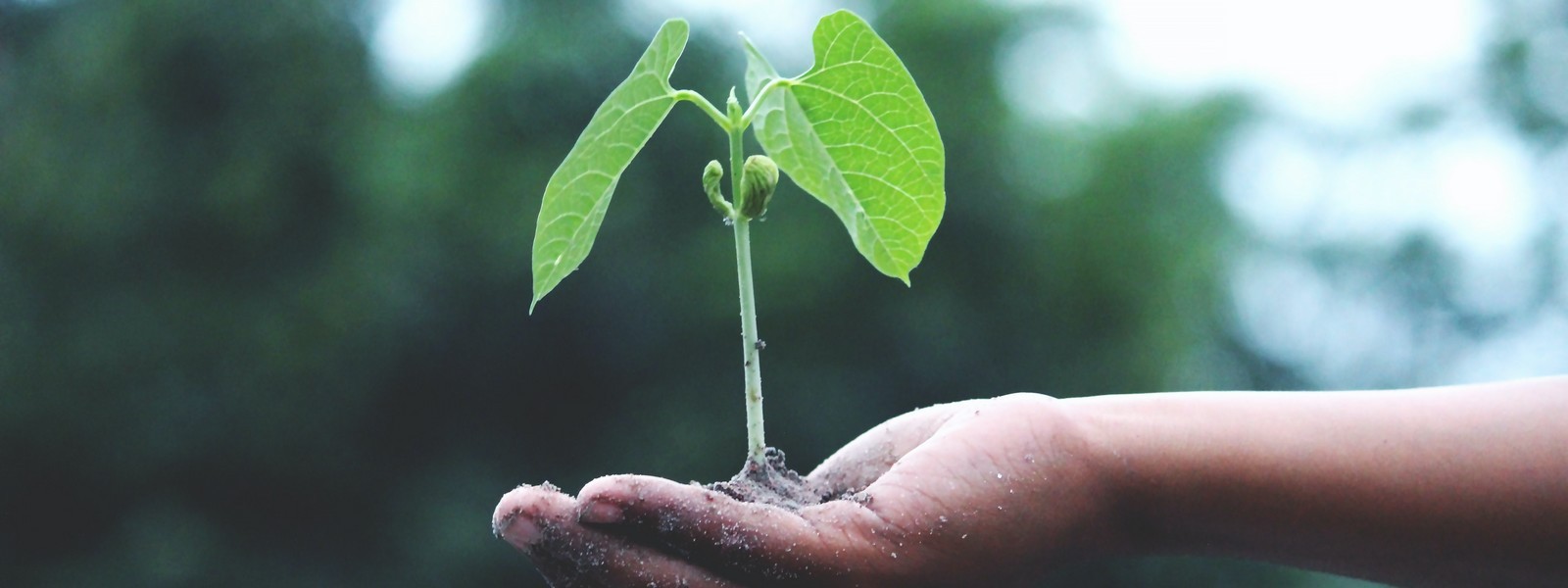 CSR und Nachhaltigkeit Hand mit Pflanze
